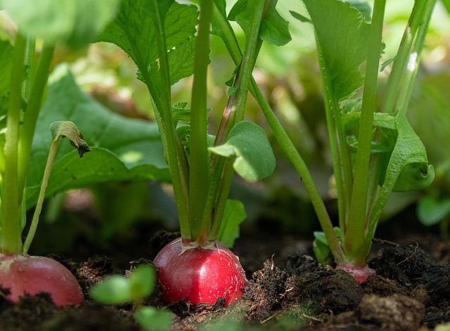 ředkev jednoduchá zelenina k pěstování